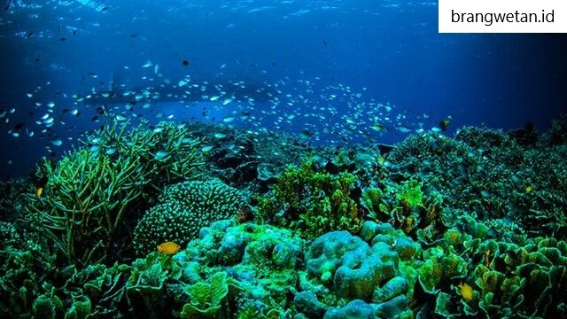 Tempat Wisata Manado dan Sekitarnya yang Wajib Dikunjungi